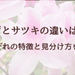 「つつじとさつきの違いを徹底解説！見分け方や特徴を紹介」
