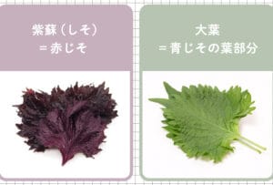 「大葉と青じその違いを徹底解説!それぞれの特長と使い方」