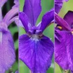 あやめと菖蒲の違いとは？花の特徴や見分け方を徹底解説！