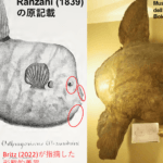 剥製と標本の違いとは？それぞれの特徴と用途を徹底解説！