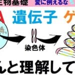 DNAと染色体の違いを徹底解説！基礎から学ぶ遺伝子の世界