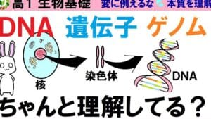 DNAと染色体の違いを徹底解説！基礎から学ぶ遺伝子の世界