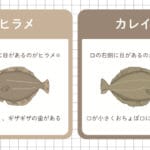 「カレイとヒラメの違いとは？見分け方や特徴を徹底解説！」