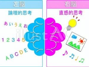「右脳と左脳の違いを徹底解説!思考スタイルと機能の相違点とは」