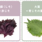 「赤紫蘇と青じその違いとは？料理や栄養面での特長を徹底解説！」