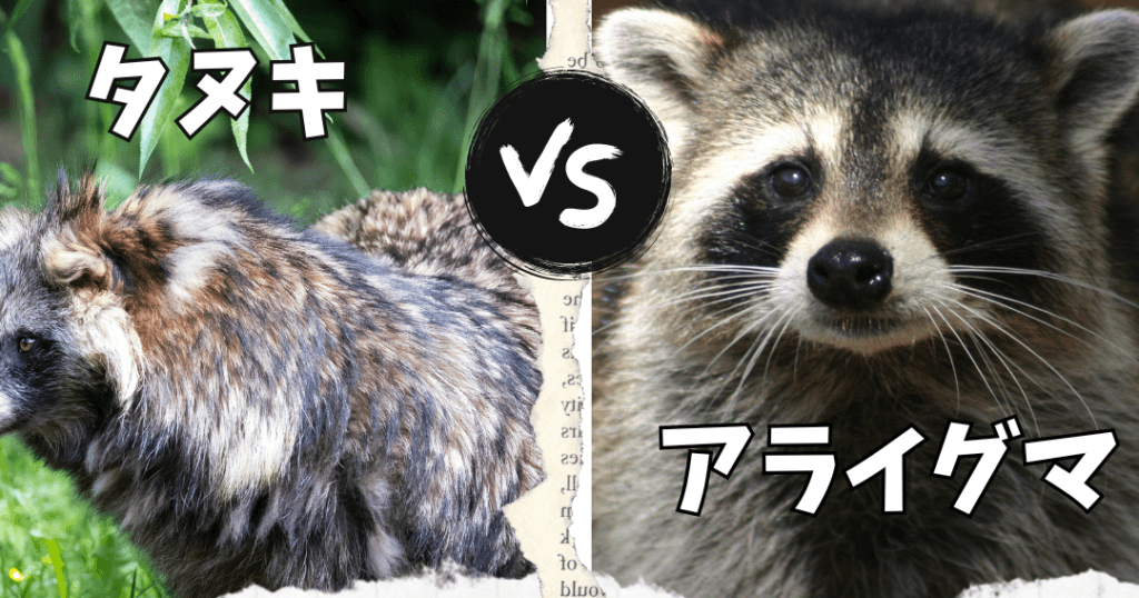 アライグマとタヌキの違いを徹底解説!見た目や習性の相違点とは