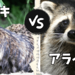 アライグマとタヌキの違いを徹底解説！見た目や習性の相違点とは