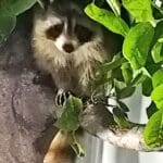 アライグマとレッサーパンダの違いを徹底解説！特徴や生態の比較