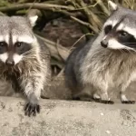 イタチとタヌキの違い：見た目、習性、生活環境を徹底比較！