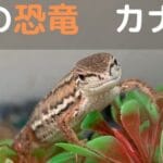 カナヘビとトカゲの違い：見分け方と生態の特徴を解説