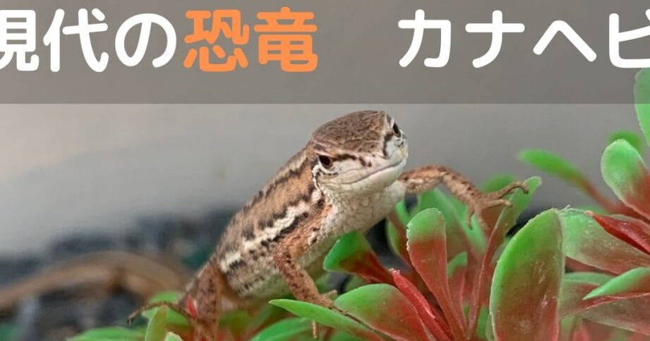 カナヘビとトカゲの違い:見分け方と生態の特徴を解説
