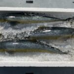カンパチ と ヒラマサ の 違い：見た目、味、料理法を徹底比較！