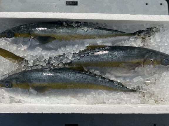 カンパチ と ヒラマサ の 違い:見た目、味、料理法を徹底比較!