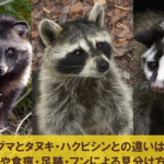 ハクビシン と タヌキ の 違い：見た目や生態の特徴を徹底比較！