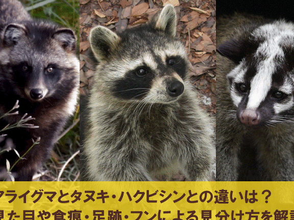 ハクビシン と タヌキ の 違い:見た目や生態の特徴を徹底比較!