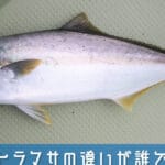ブリとヒラマサの違い: 魚の特徴や味わいを徹底解説！