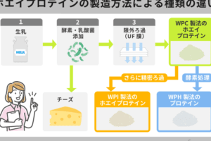 ホエイとソイの違い：プロテイン選びに役立つポイントとは