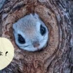 ムササビとモモンガの違いを徹底解説！見た目や生態の特徴を比べてみよう
