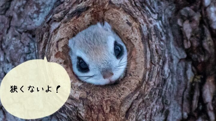 ムササビとモモンガの違いを徹底解説!見た目や生態の特徴を比べてみよう