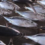 天然鮎と養殖鮎の違い：味、栄養、環境の視点から探る
