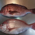 天然鯛と養殖鯛の違いを徹底解説！味や栄養価の違いとは？