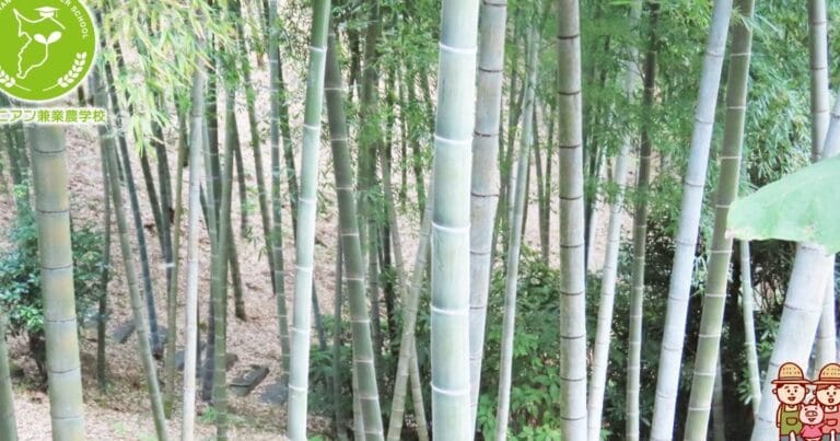 竹と笹の違いを徹底解説!見分け方や特徴を知ろう