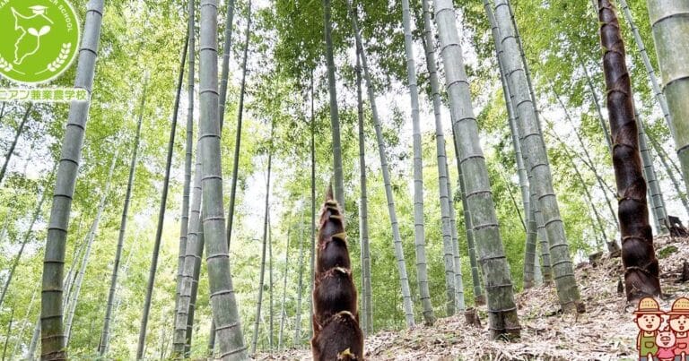 孟宗竹と真竹の違い：特徴や用途を徹底解説！