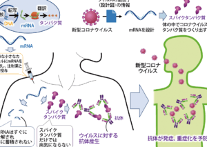 核酸とDNAの違いを徹底解説！分子の基本を知ろう