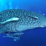 海遊館と水族館の違いを徹底解説！魅力と機能の違いとは？