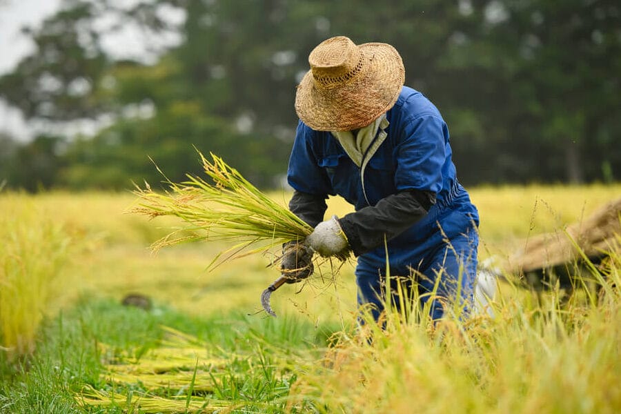 田んぼと畑の違い:農業形態と作物による特徴を解説します