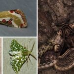 蛾と蝶の違い：見た目や生態から知る特徴とその魅力