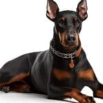 警備犬と警察犬の違いを徹底解説！役割や特徴を比較します