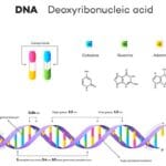 mRNAとDNAの違い：遺伝情報の役割と構造の比較